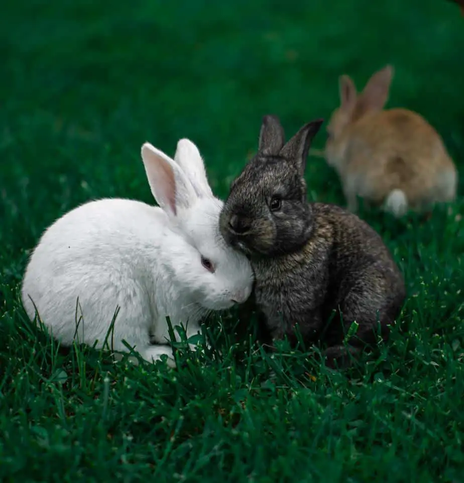 Male Vs Female Rabbits What Are The Differences Bunnyowner Com
