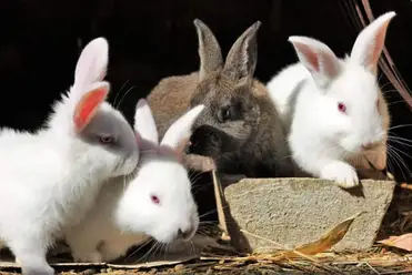 Male Vs Female Rabbits What Are The Differences Bunnyowner Com